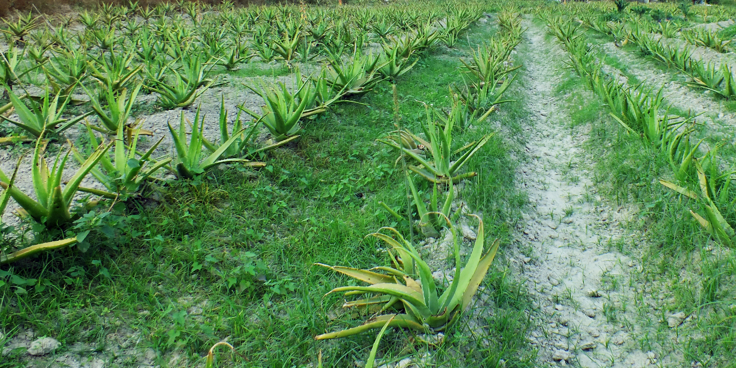 自家農場 . 自家栽培